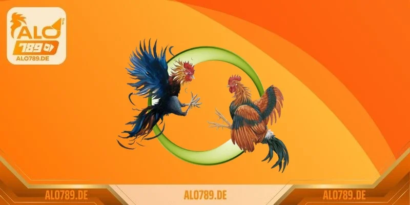 Vì sao đá gà lại hấp dẫn?