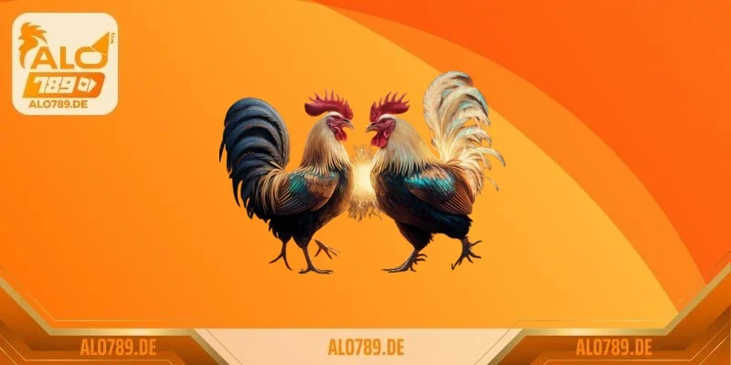 Gà mặt quỷ – giống gà độc lạ khiến giới chơi gà sửng sốt 3 Chế độ dinh dưỡng