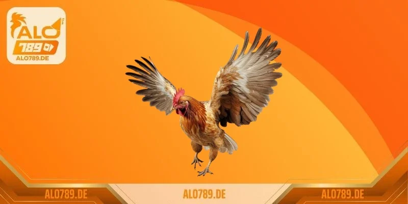 Tìm Hiểu Về Sách Coi Vảy Gà Đá Hay Và Chuẩn Xác Nhất Hiện Nay