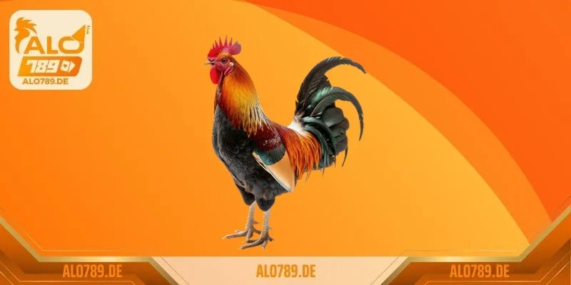 Cách làm cựa gà mọc chậm bằng kềm cắt móng