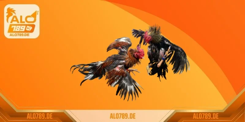 Chia sẻ cách làm cựa gà mọc chậm vô cùng hiệu quả từ Sư kê lão làng