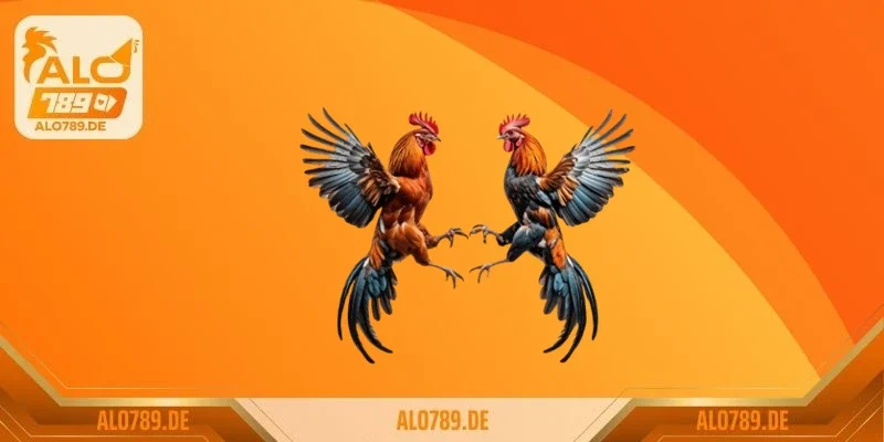 Cách thả gà đá cựa sắt chiếm ưu thế – Bạn đã biết chưa? 3 Cần lưu ý những gì trong cách thả