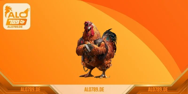 Đá gà cựa sắt và sức hút kịch tính trong từng trận đấu 2 Kịch tính và bất ngờ